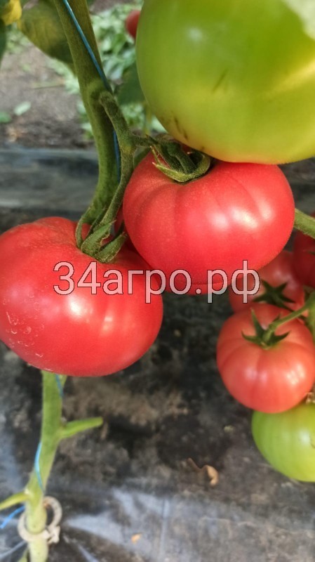 Томат Килато F1 10 семян