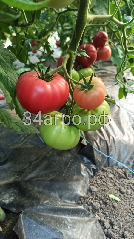 Томат Килато F1 10 семян