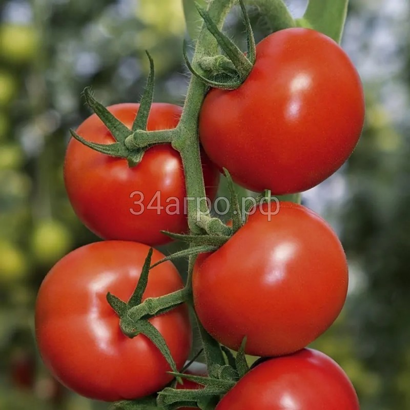 Томат Амато F1 10 семян