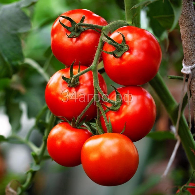 Томат Барито F1 25 семян