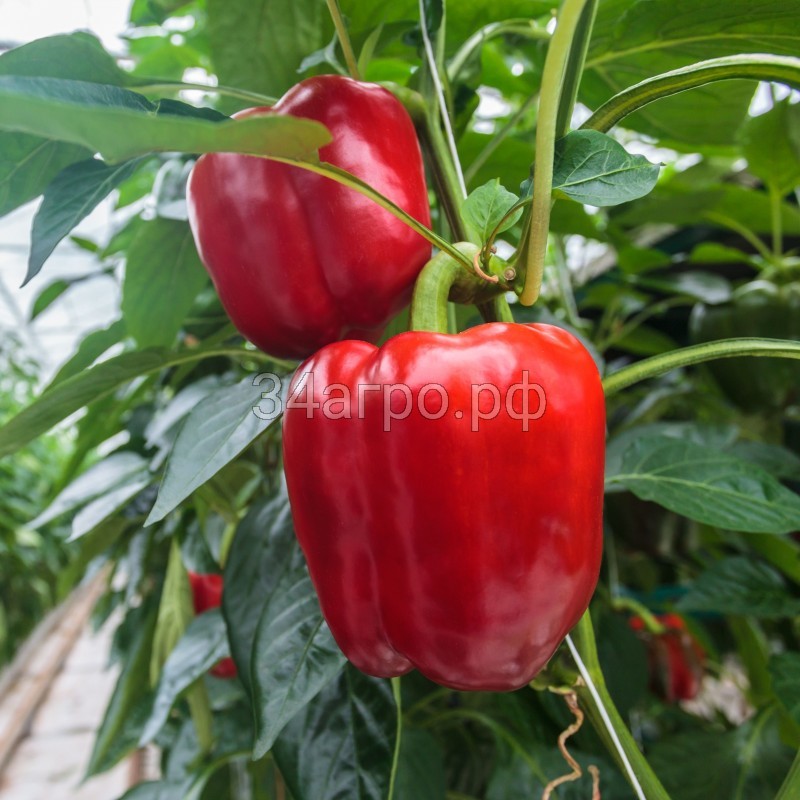 Перец сладкий Тебека F1 25 семян