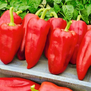 Перец сладкий Ламика F1 25 семян