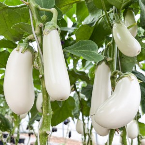Баклажан Гузан F1 (Белый) 50 семян