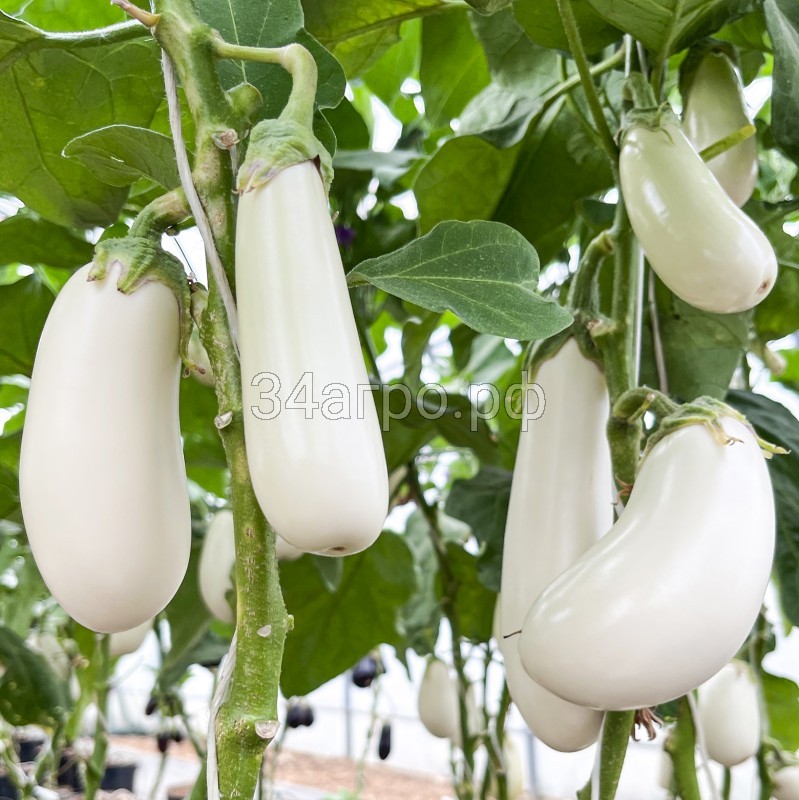 Баклажан Гузан F1 (Белый) 25 семян
