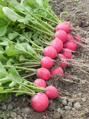 Редис Черриэт F1 10000с