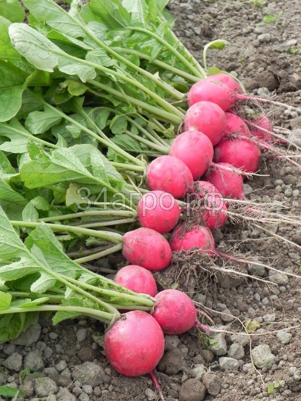 Редис Черриэт F1 10000с