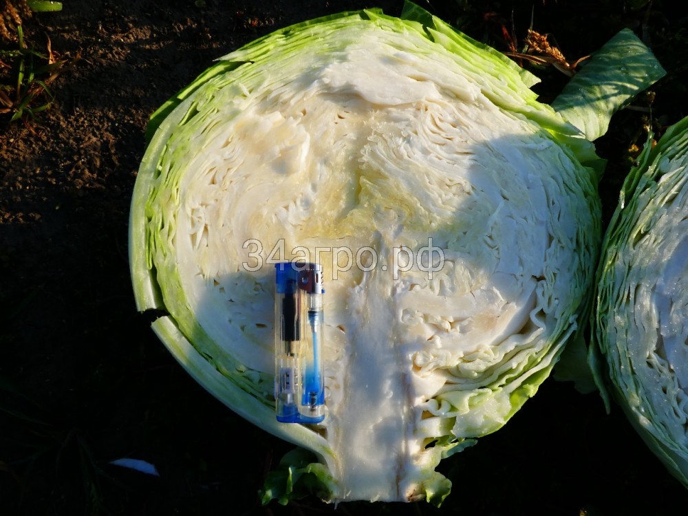 Капуста белокочанная KS 60 F1 2500 семян