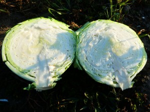 Капуста белокочанная KS 60 F1 2500 семян