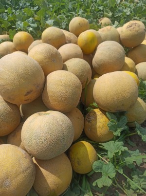 Дыня Ванда F1 (KS 517) 100 семян