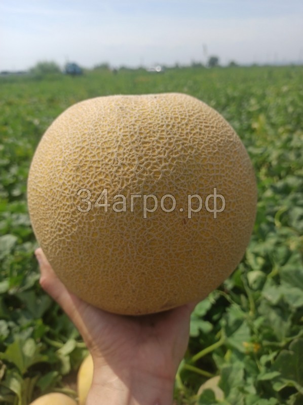 Дыня Ванда F1 (KS 517) 10 семян