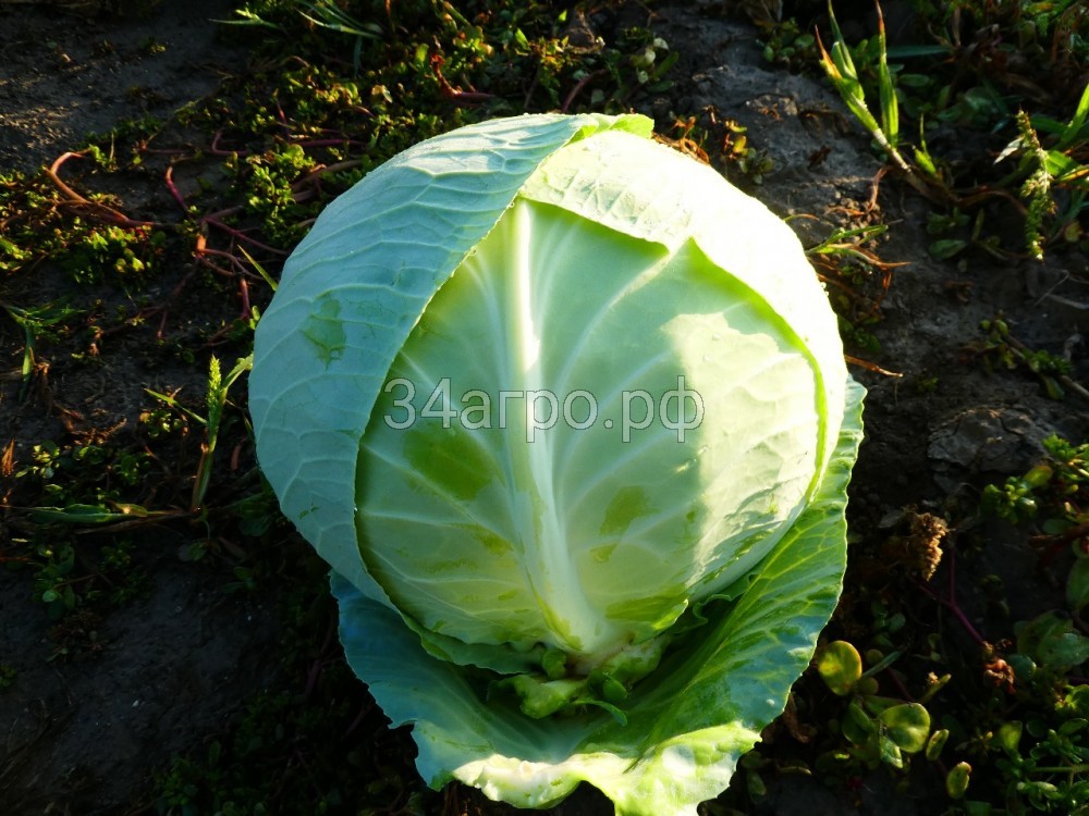 Капуста белокочанная KS 60 F1 250 семян