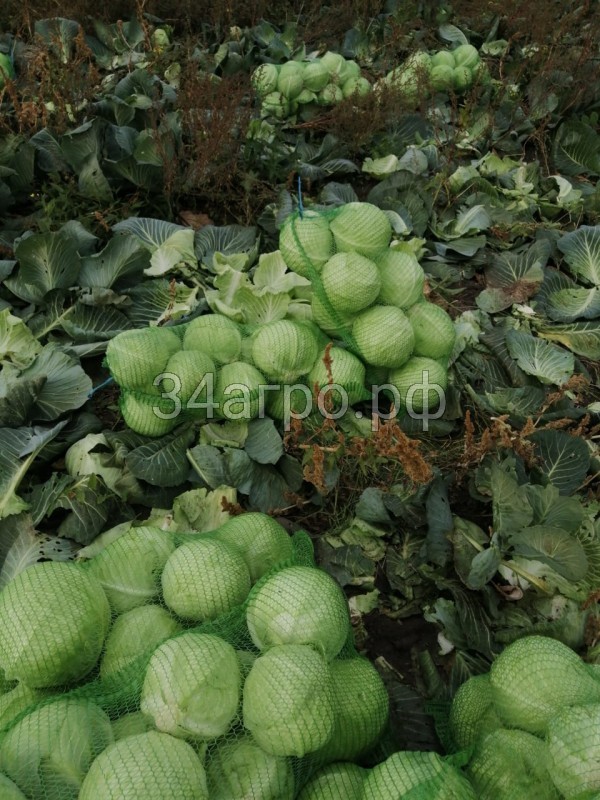 Капуста белокочанная KS 60 F1 250 семян