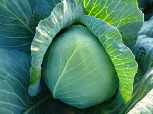 Капуста белокочанная KS 60 F1 250 семян