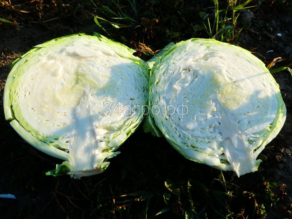 Капуста белокочанная KS 60 F1 100 семян