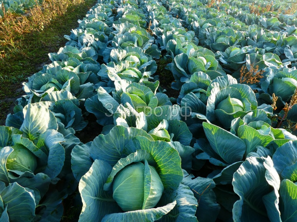 Капуста белокочанная KS 60 F1 50 семян