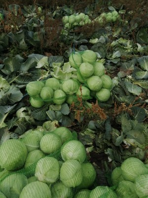 Капуста белокочанная KS 60 F1 50 семян