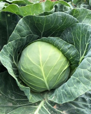 Капуста белокачанная Эврика F1 2500 семян