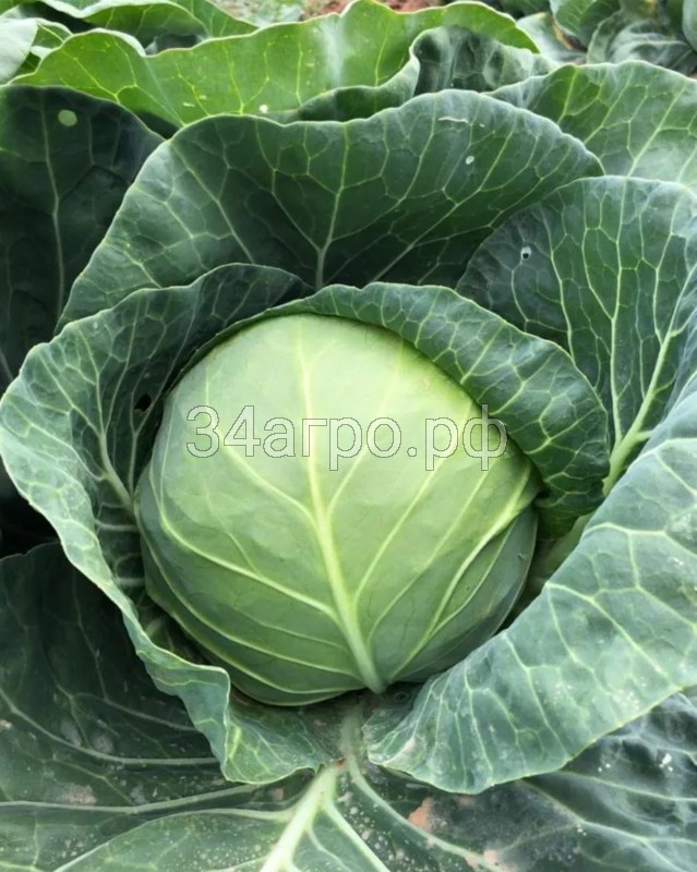 Капуста белокачанная Эврика F1 250 семян