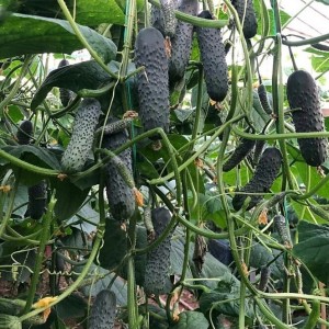 Огурец Ведрас F1 500 семян