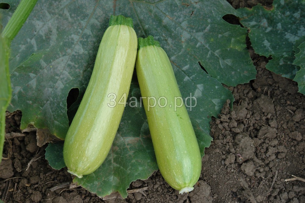 Кабачок Искандер F1 500 семян