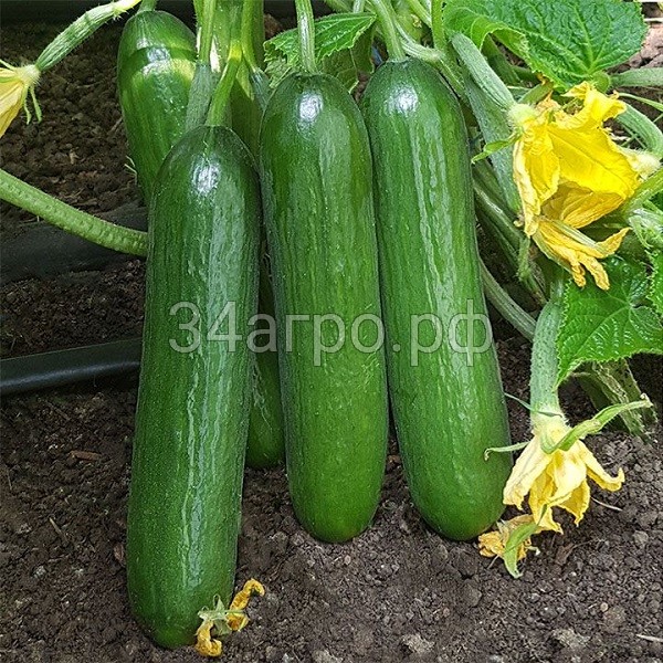 Огурец KS 260 F1 25 семян
