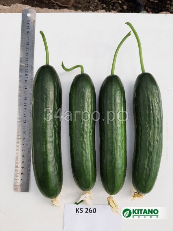 Огурец KS 260 F1 25 семян