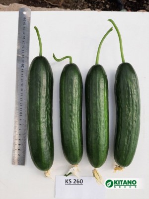 Огурец KS 260 F1 10 семян