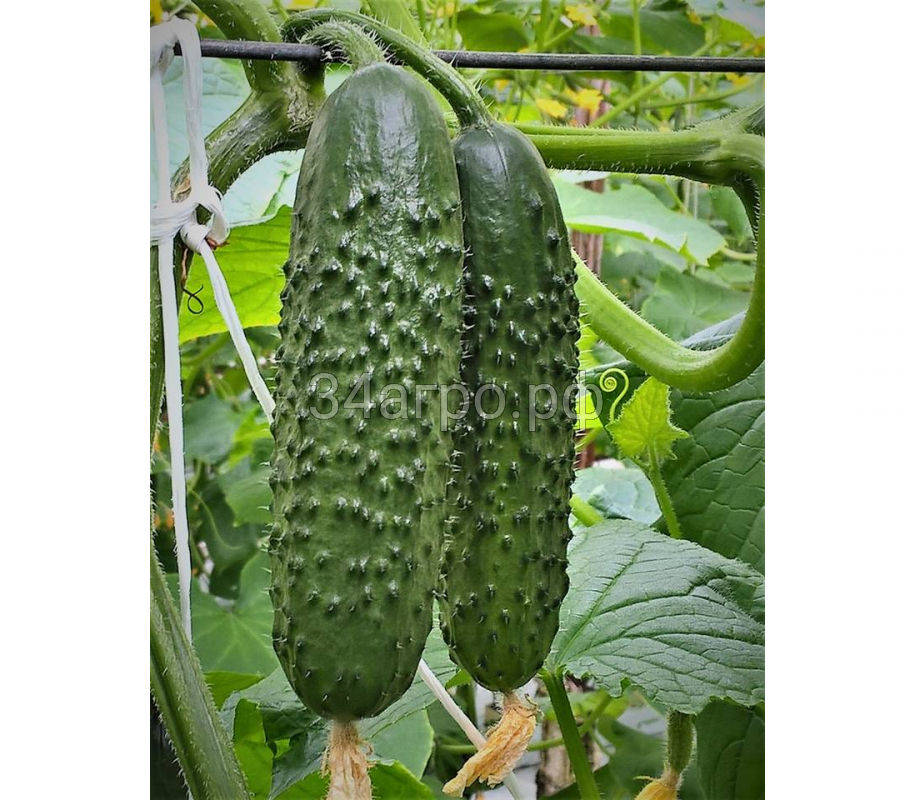 Огурец Северин F1 25 семян