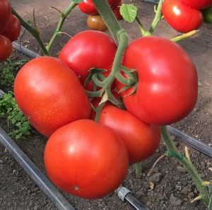 Томат Рестлер F1 1000 семян