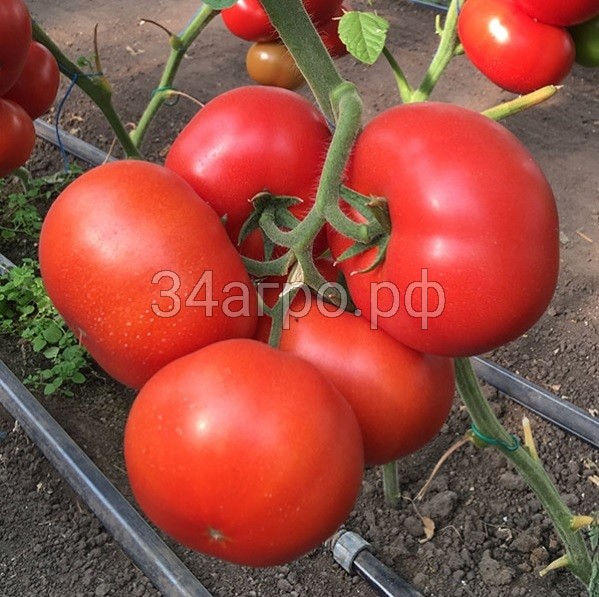 Томат Рестлер F1 25 семян