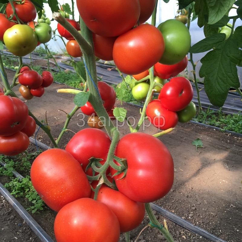 Томат Рестлер F1 25 семян