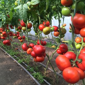 Томат Рестлер F1 100 семян