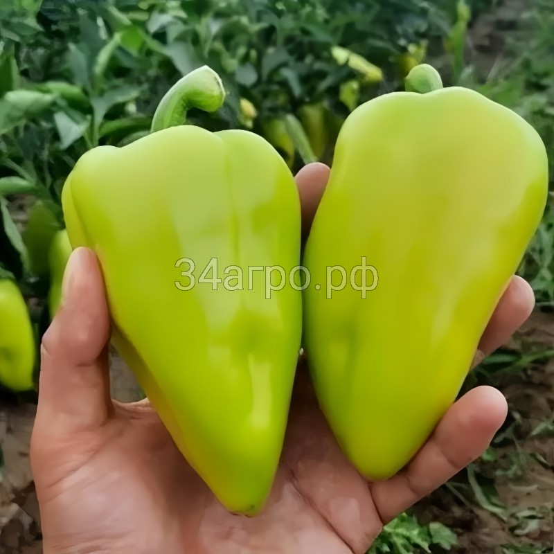 Перец сладкий Амаретта F1 25 семян