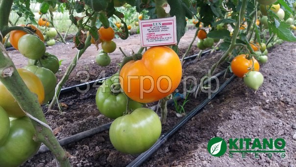 Томат Осуми (KS 10) F1 250 семян