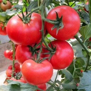 Томат Ляна Розовая 100 гр.