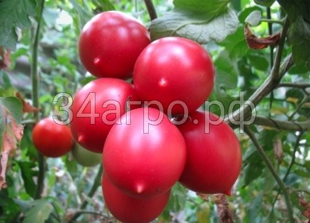 Томат Де Барао розовый 100 гр.