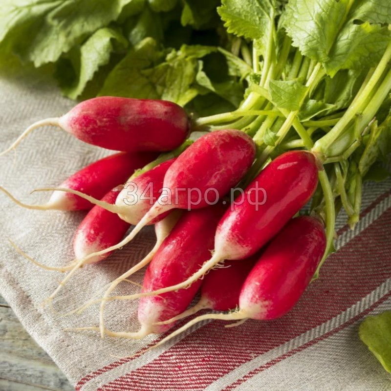 Редис 18 дней 20 гр.