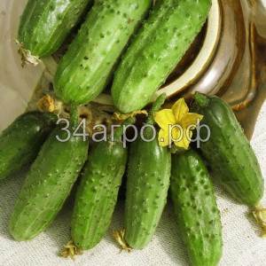 Огурец Ростовчанин 20 гр