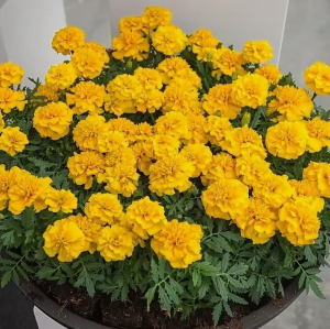 Бархатцы отклоненные Чика Еллоу 100 семян