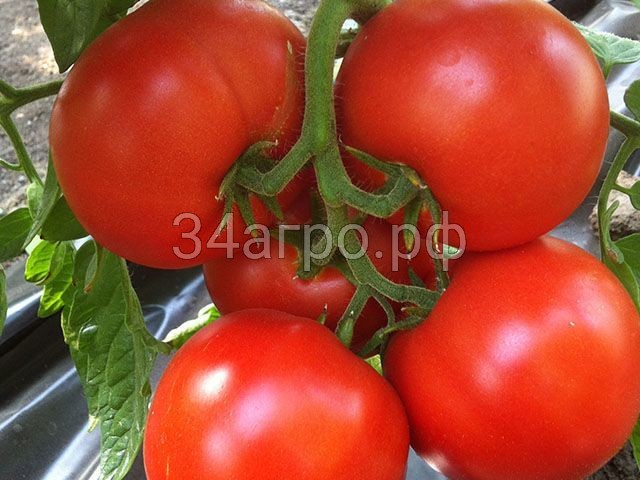 Томат Агилис F1 50 семян ENZA ZADEN